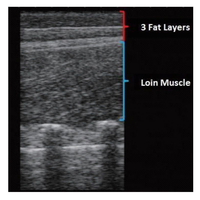 PRUS-BL700V Veterinary Ultrasound Scanner